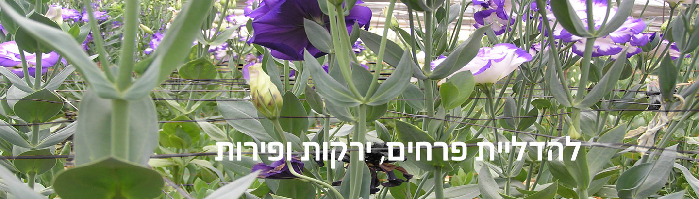 רשתות הדליה