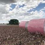 2 Pink Bales