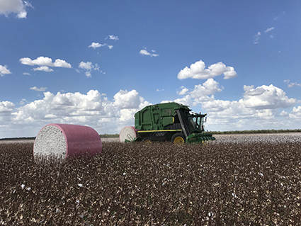 Pink wrap field