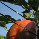 פלפלים, עגבניות, חצילים ומלפפונים