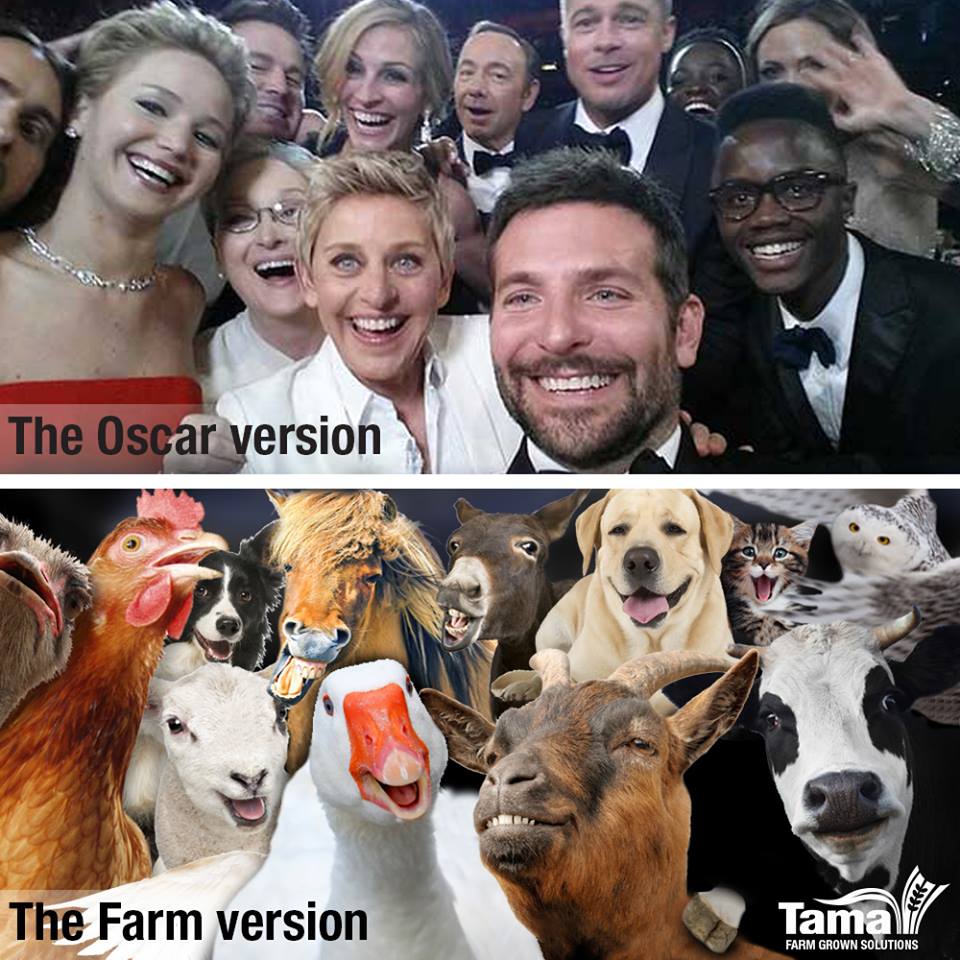 the Farm version off the Oscar selfie