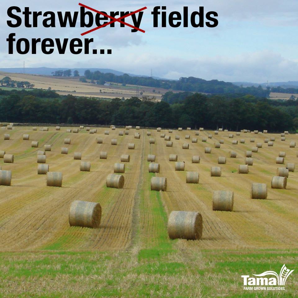 Strawberry fields forever...