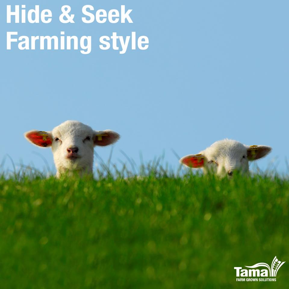 Hide & Seek Farming style