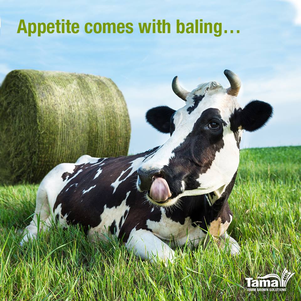 Appetite comes with baling...