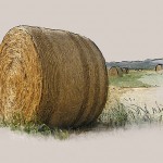 Professional Agricultural Articles