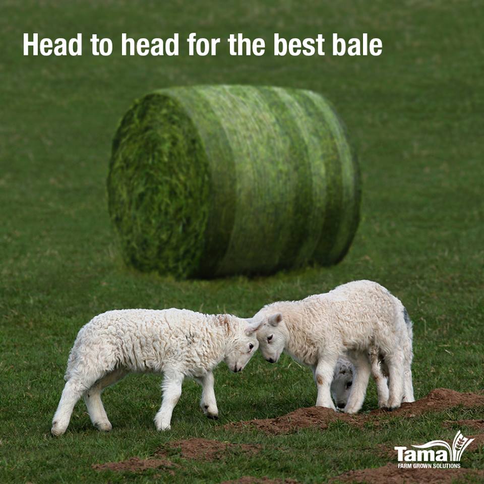 Head to head for the best bale