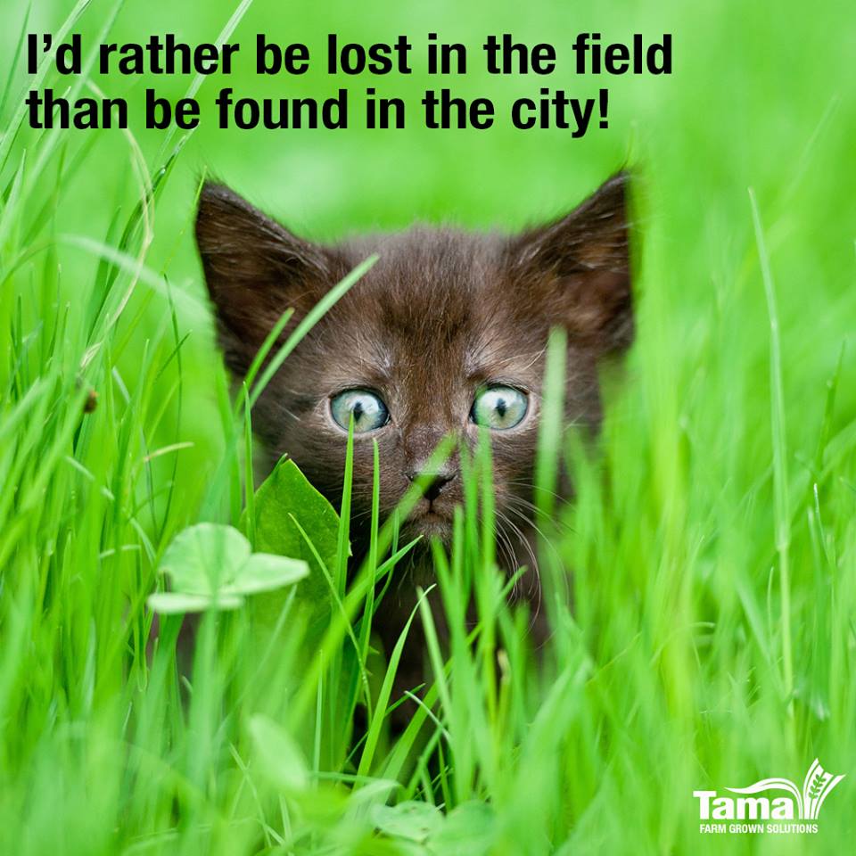 I'd rather be lost in the field than be found in the city!