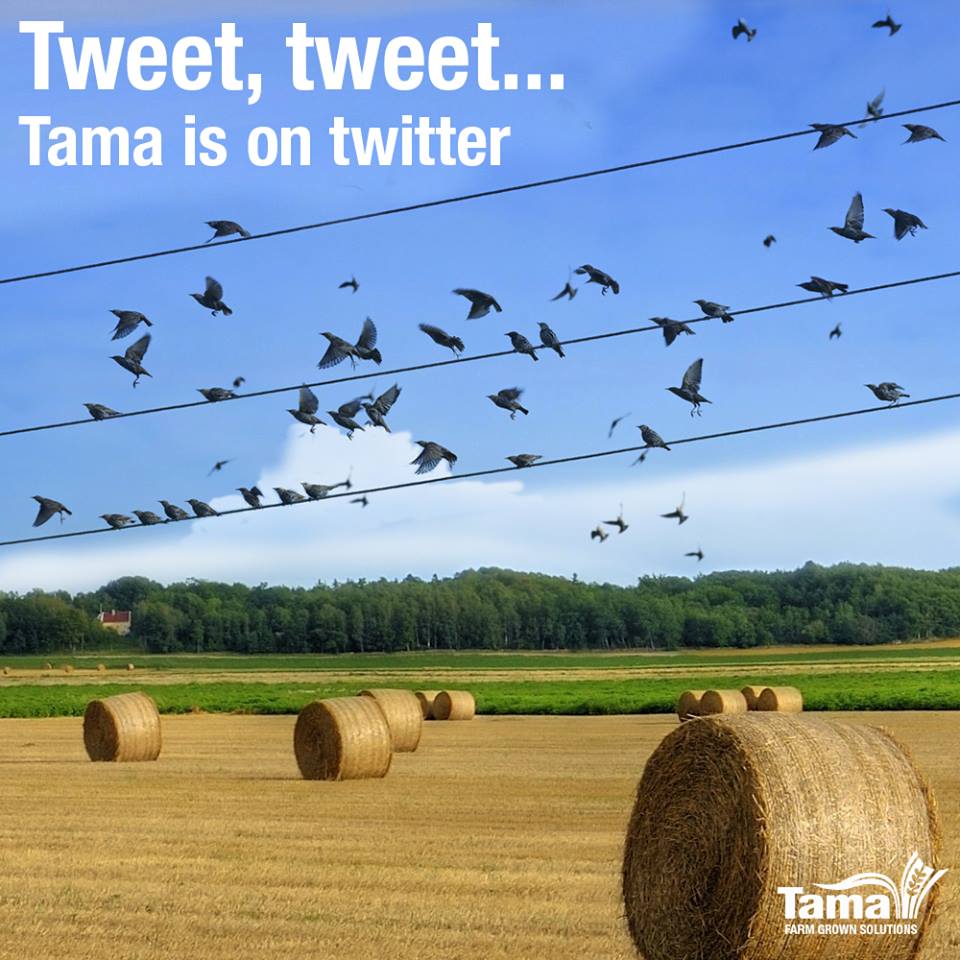 Tweet, tweet...Tama is on twitter