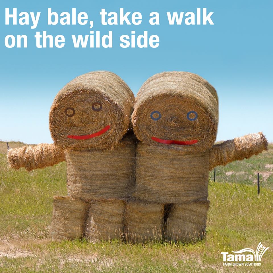 Hay bale, take a walk on the wild side