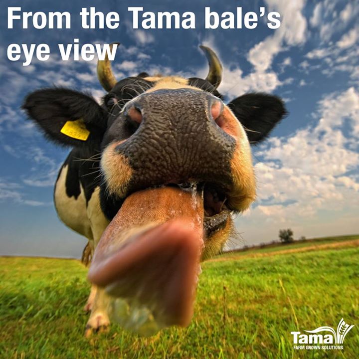 From the Tama bale's eye view