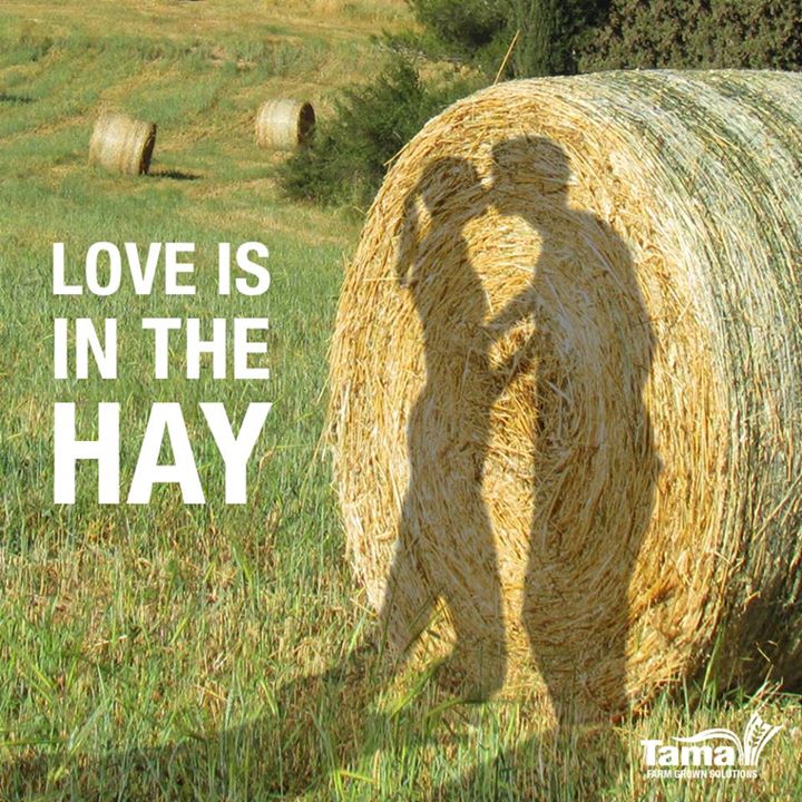 Love is in the HAY