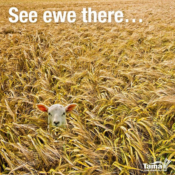See ewe there...