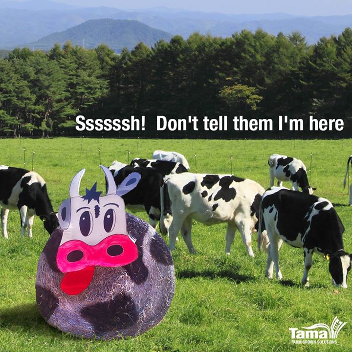 Ssssssh! Don't tell them I'm here