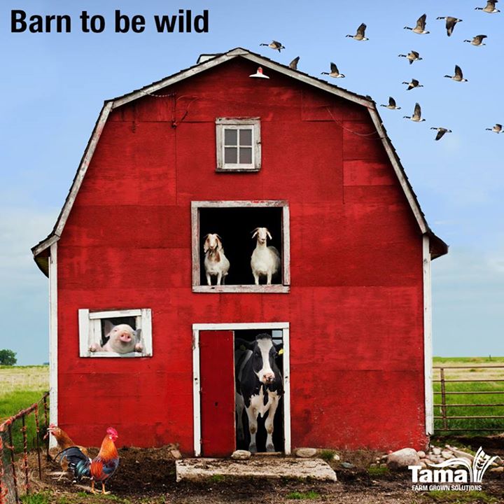 Barn to be wild