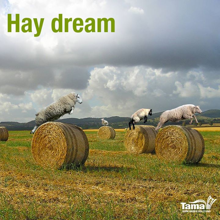 Hay dream