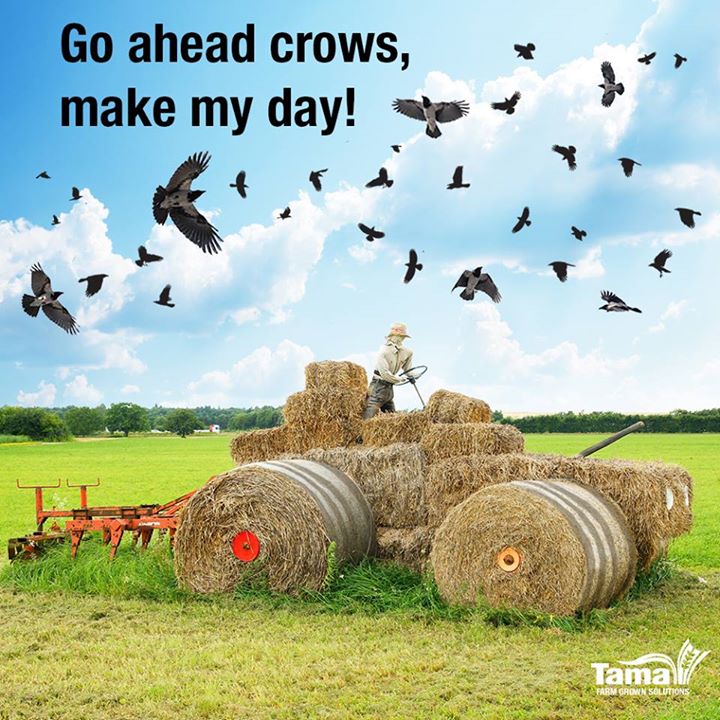 Go ahead crows, make my day!