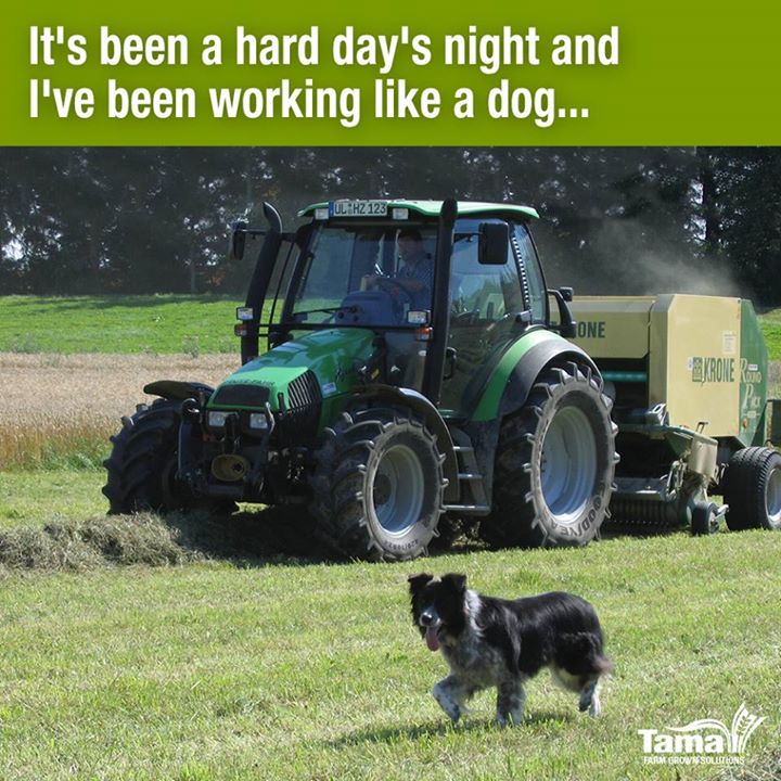 It's been a hard day's night and I've been working like a dog...
