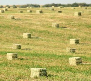 Small Sqare Bales Category