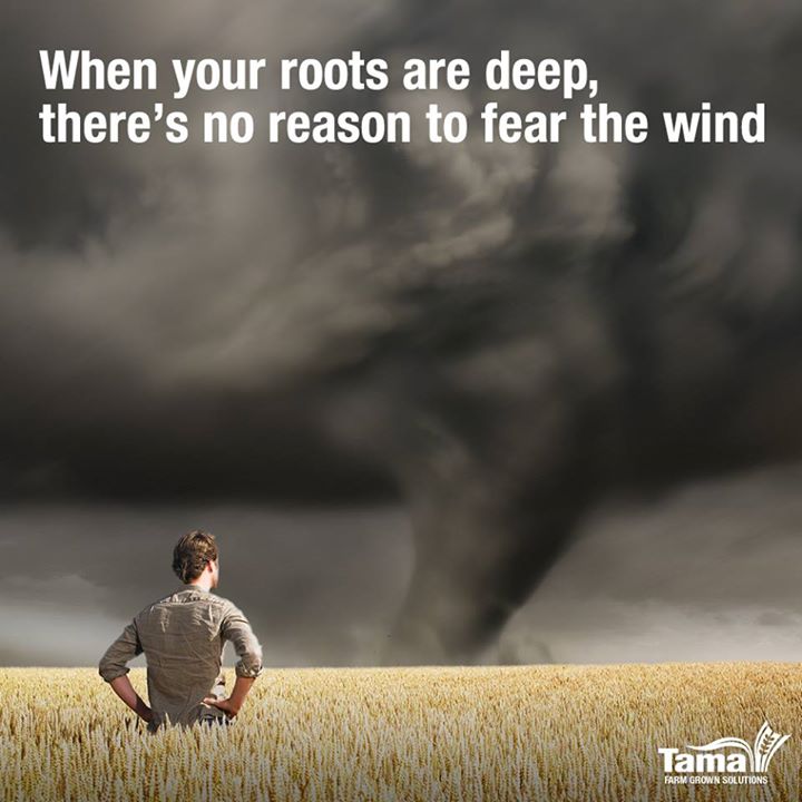 When your roots are deep, there's no reason to fear the wind