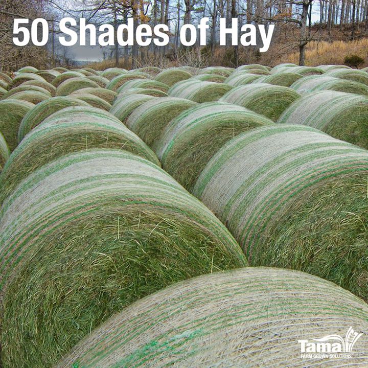 50 Shades of Hay