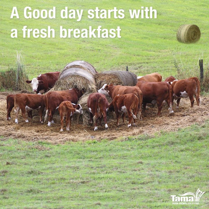 A good day starts with a fresh breakfast