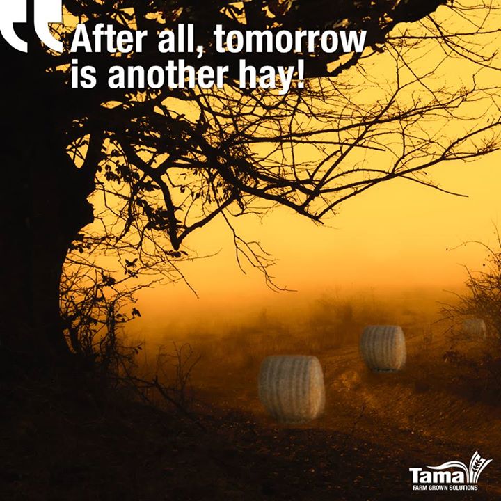 After all, tomorrow is another hay