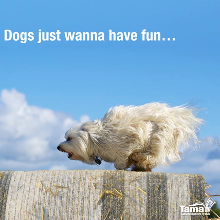 Dogs just wanna have fun