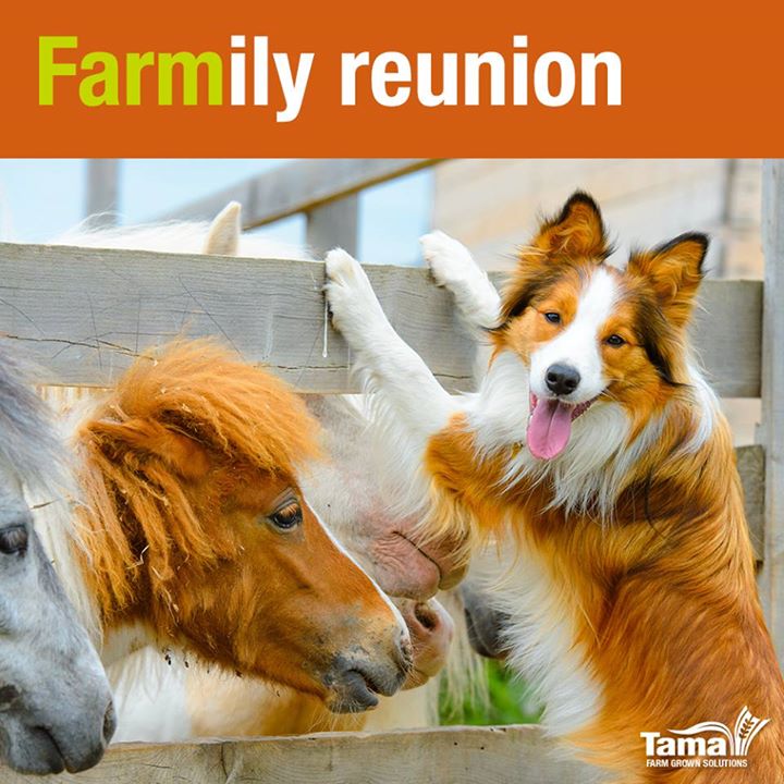 Farmily reunion