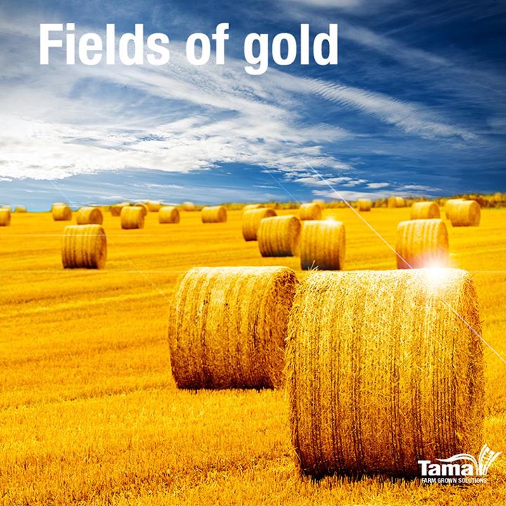 Fields of gold