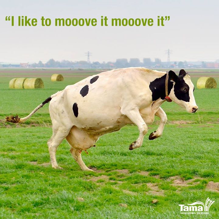 I like to mooove it moooove it
