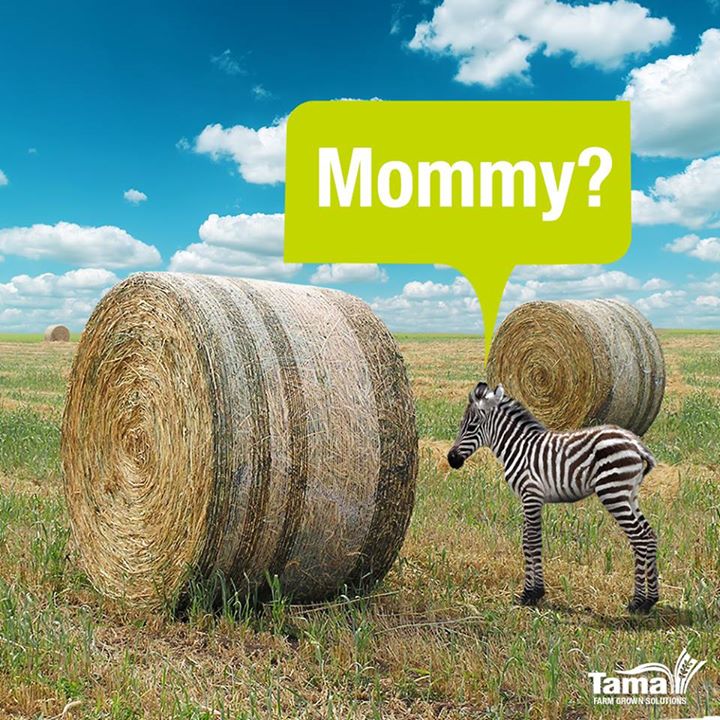 Mommy