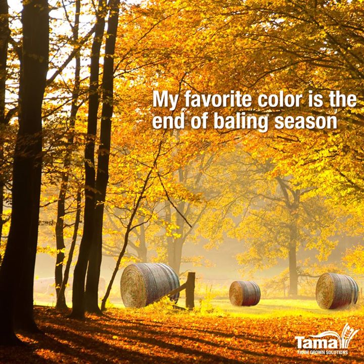 My favorite color is the end of baling season