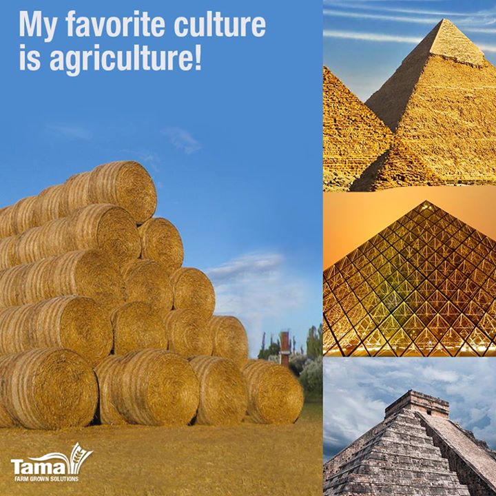 My favorite culture is agriculture