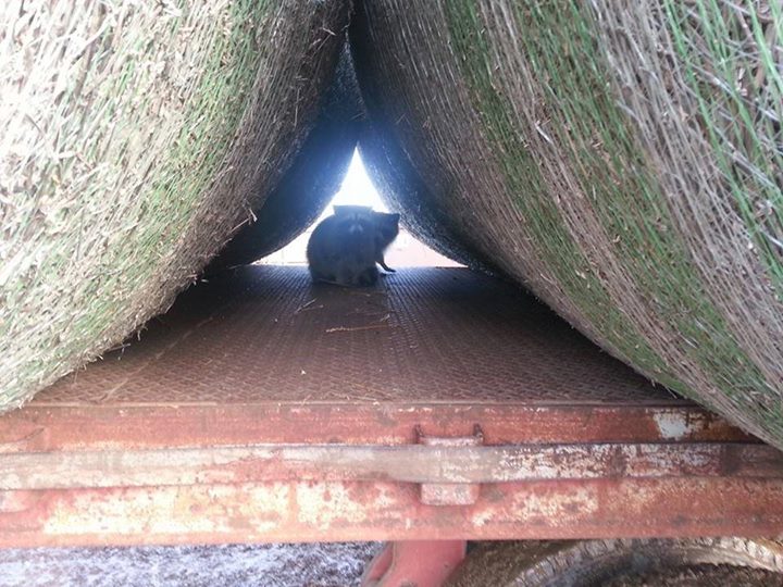 Raccoons under cover(edge)