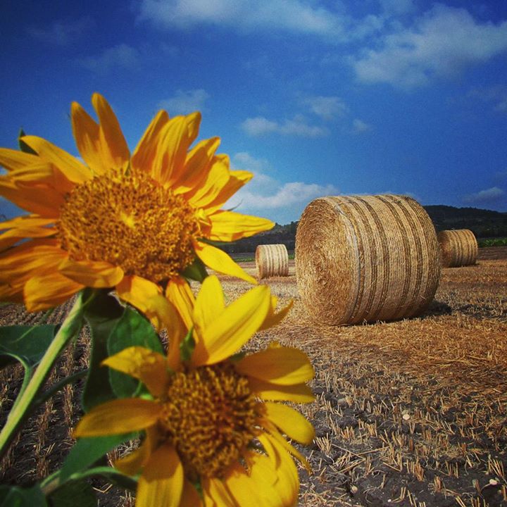 Sun flower