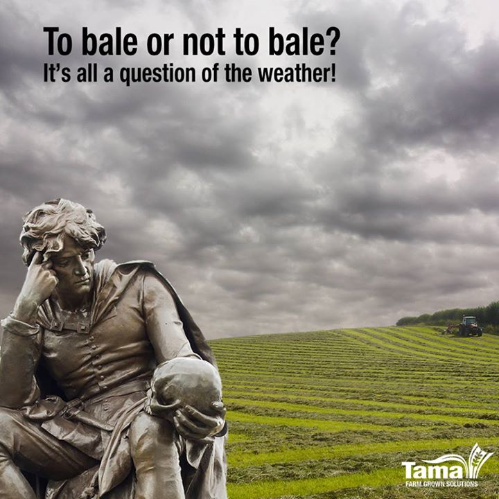 To bale or not to bale