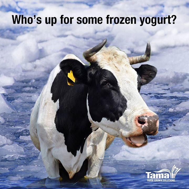 Who's up for some frozen yogurt?
