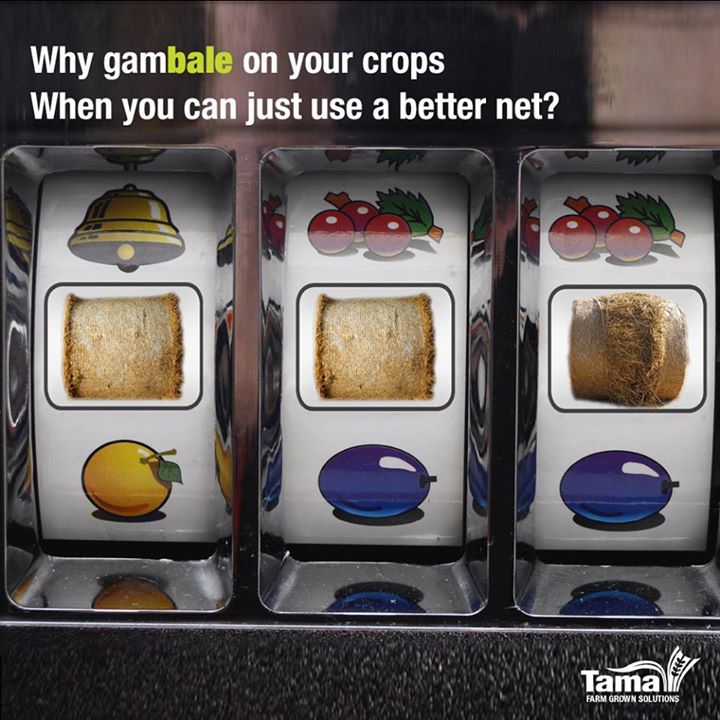 Why gambale