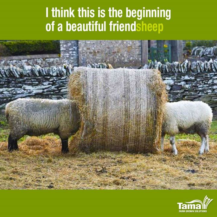 beginning of a beautiful friendsheep