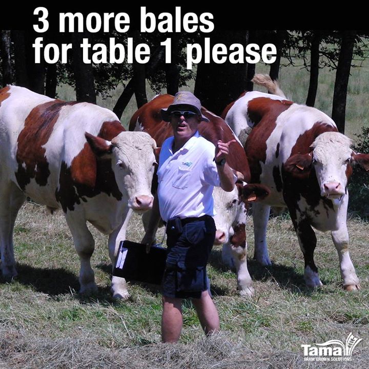 3 more bales for table 1 please