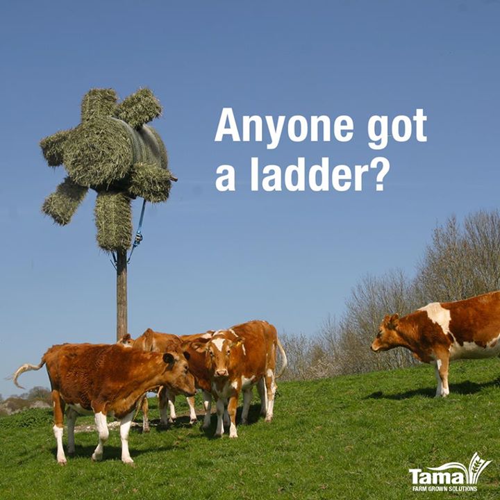 Anyone got a ladder