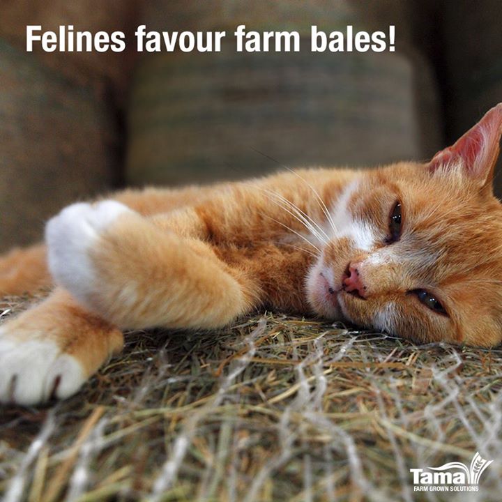 Felines favour farm bales