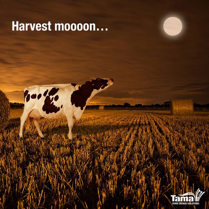 Harvest moooon