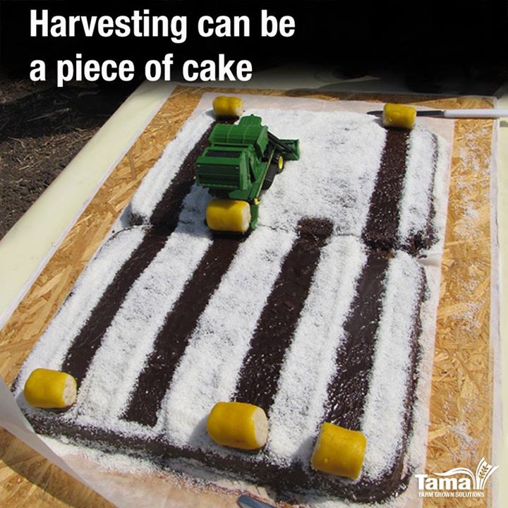 Harvesting can be a piece of cake