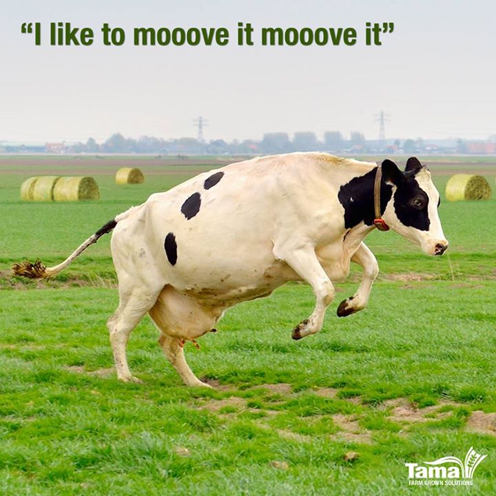 I like to mooove it mooove it