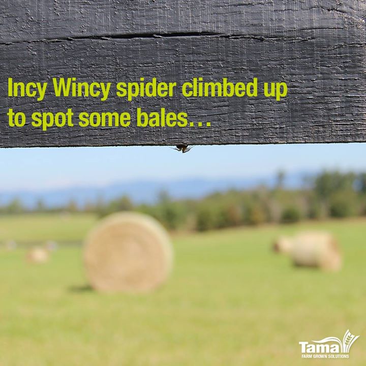Incy Wincy