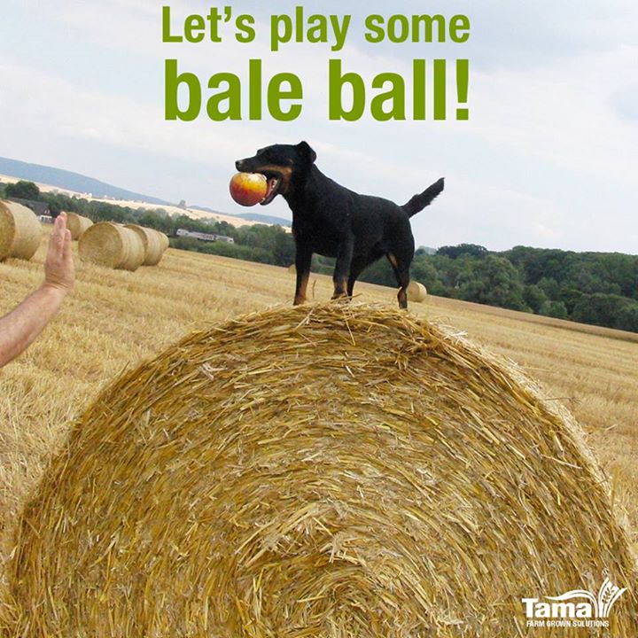 Let's play some bale ball