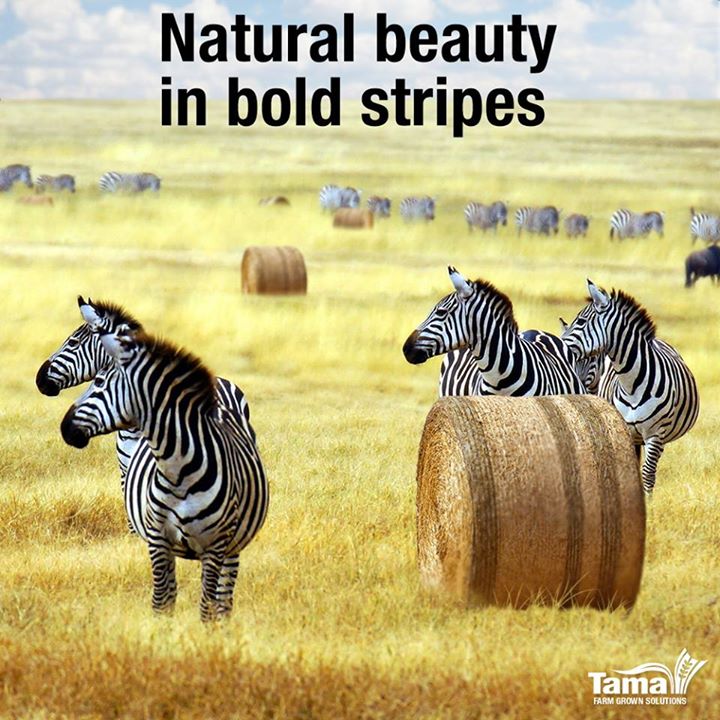 Natural beauty in bold stripes
