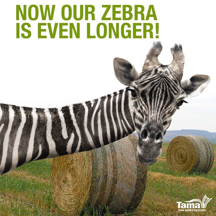Now our Zebra is even longer