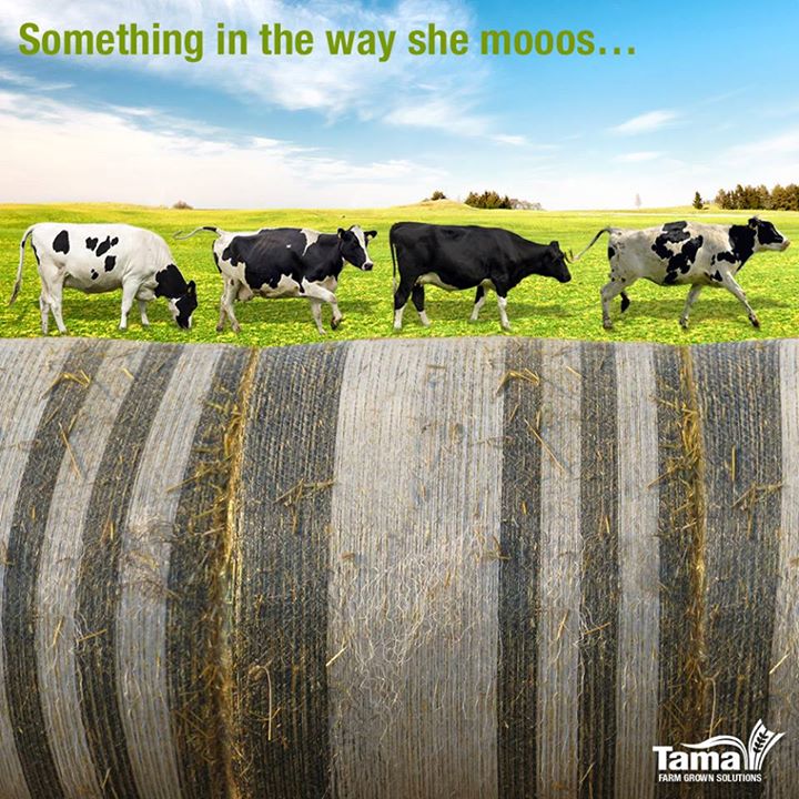 Something in the way she mooos